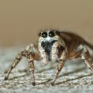 Metaphid Jumping Spider